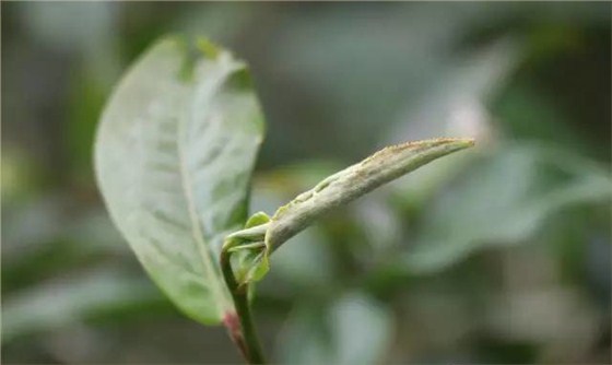 麻黑古樹茶