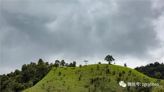 中吉號(hào)茶山行