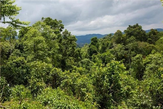 普洱茶市場