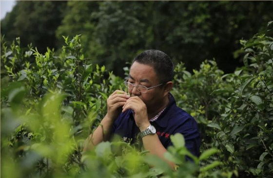 普洱茶市場