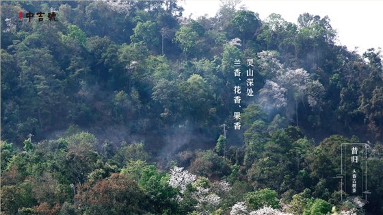 中吉號(hào)茶堂總結(jié)一下，"雨前"及"谷花"兩個(gè)時(shí)期所產(chǎn)的品質(zhì)最好