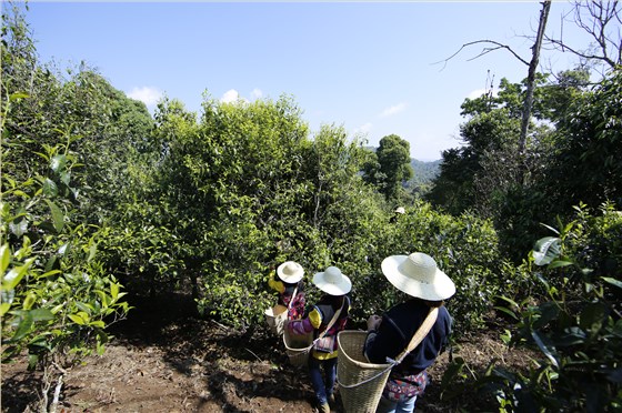 古樹(shù)茶