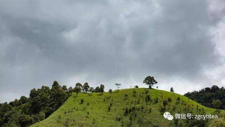 中吉號茶山行