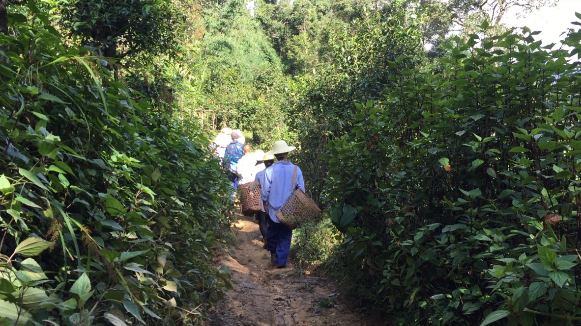 中國普洱茶批發(fā)網