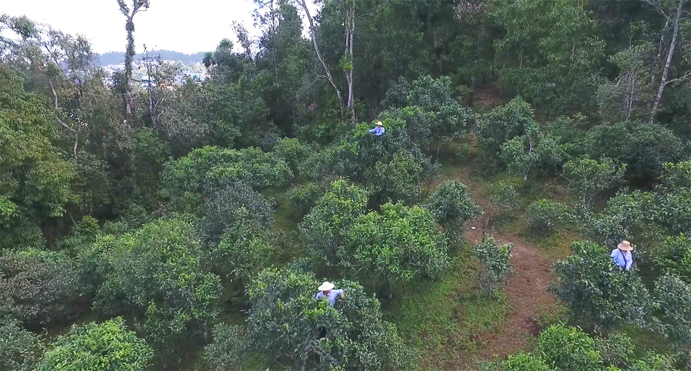 中國普洱茶批發(fā)網