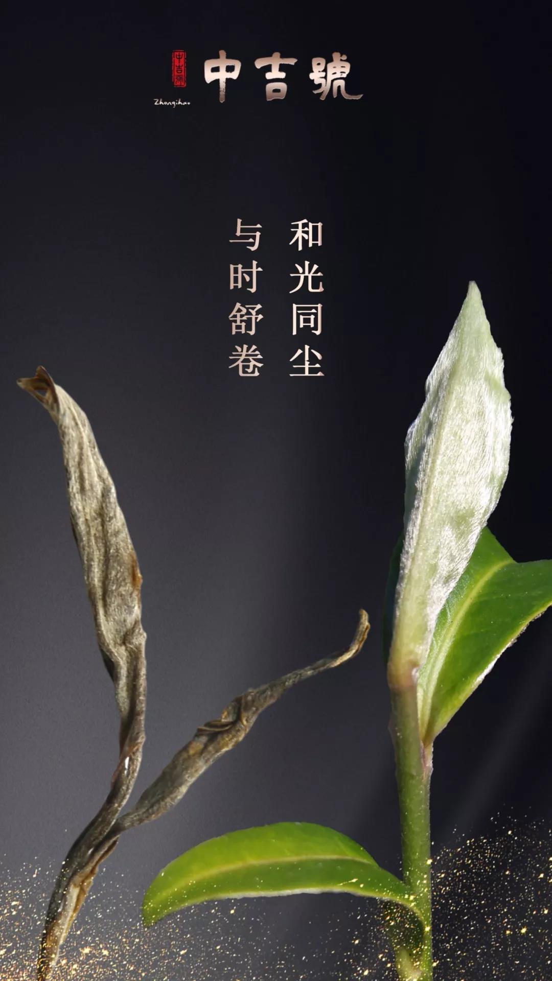 云南普洱茶旺財