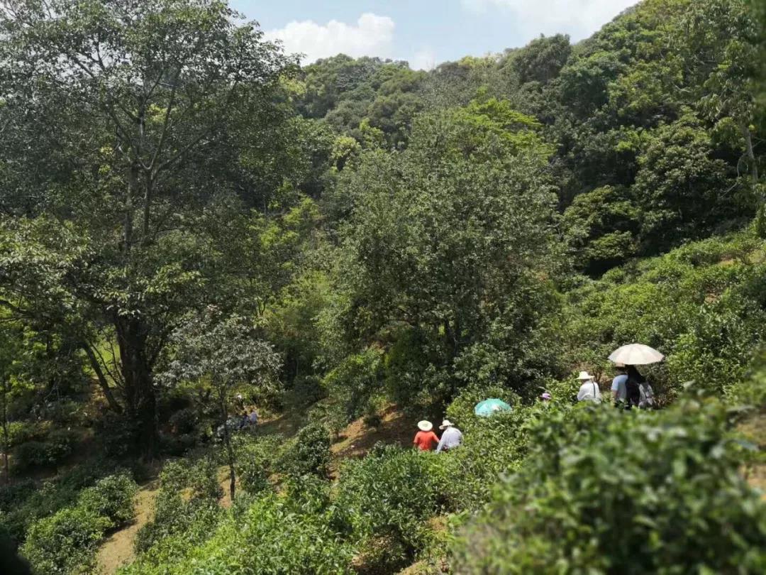 中吉號麻黑莊園