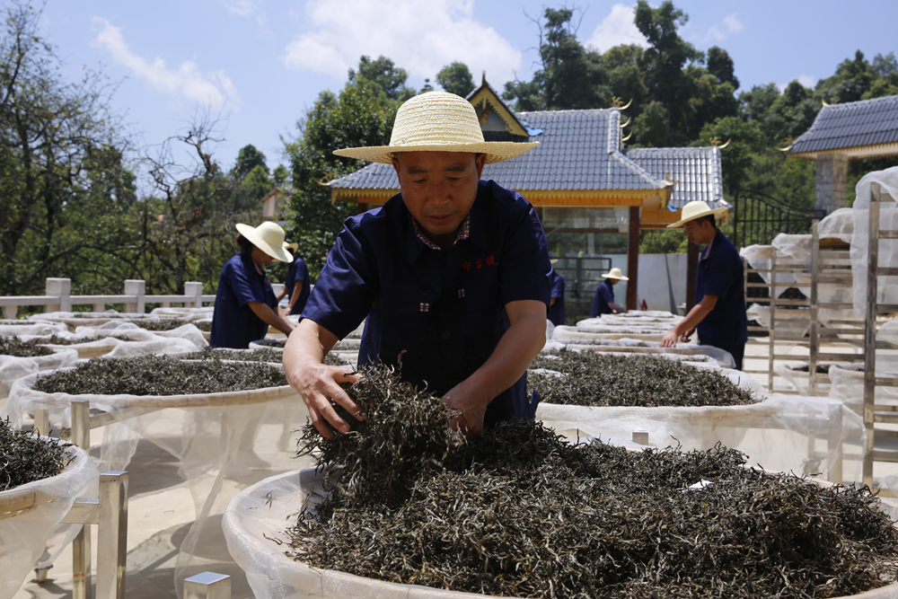 中吉號普洱茶