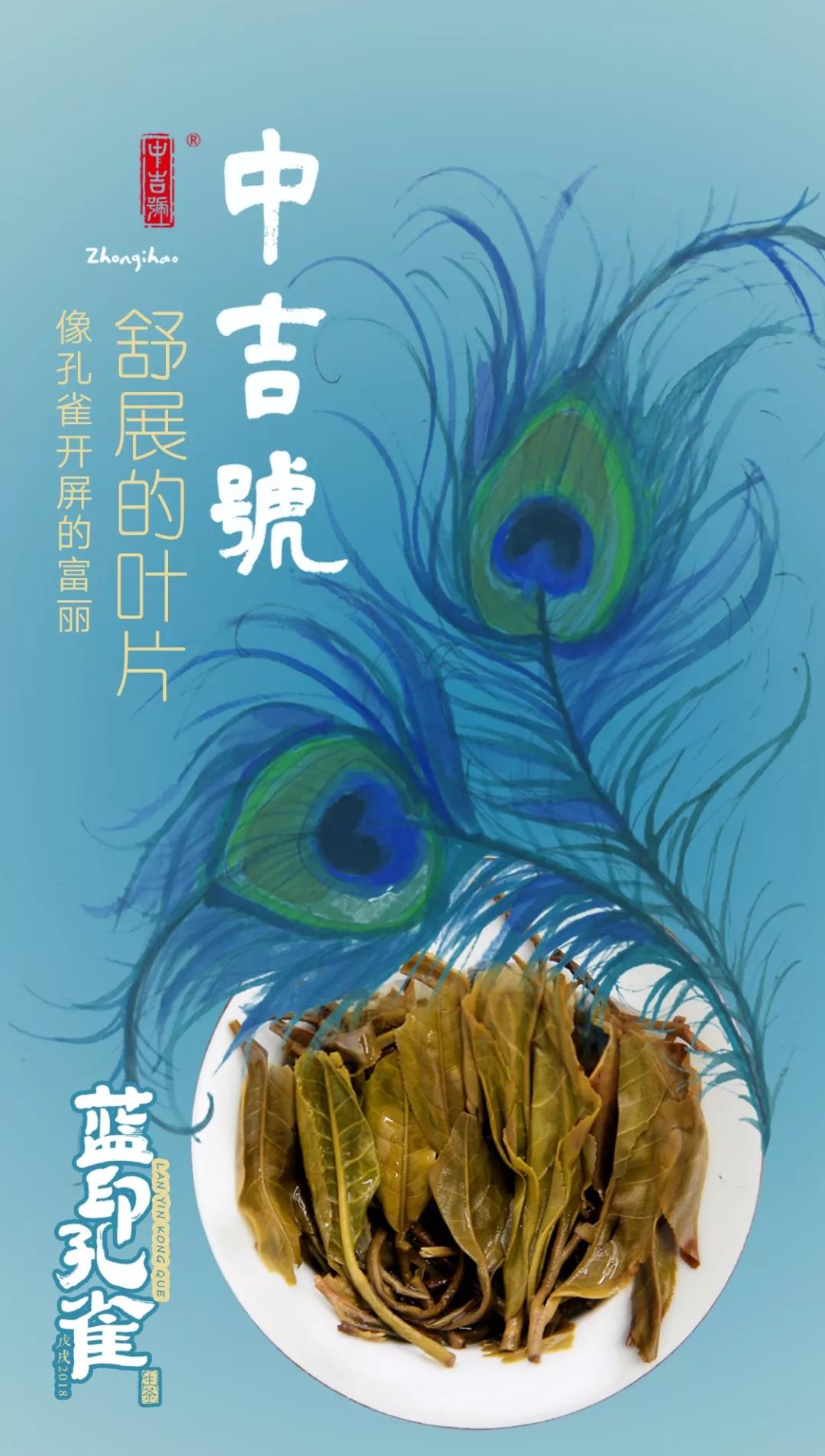 藍(lán)印孔雀普洱茶