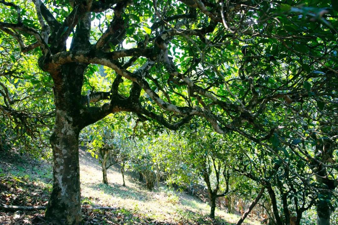 中吉號(hào)老班章普洱茶