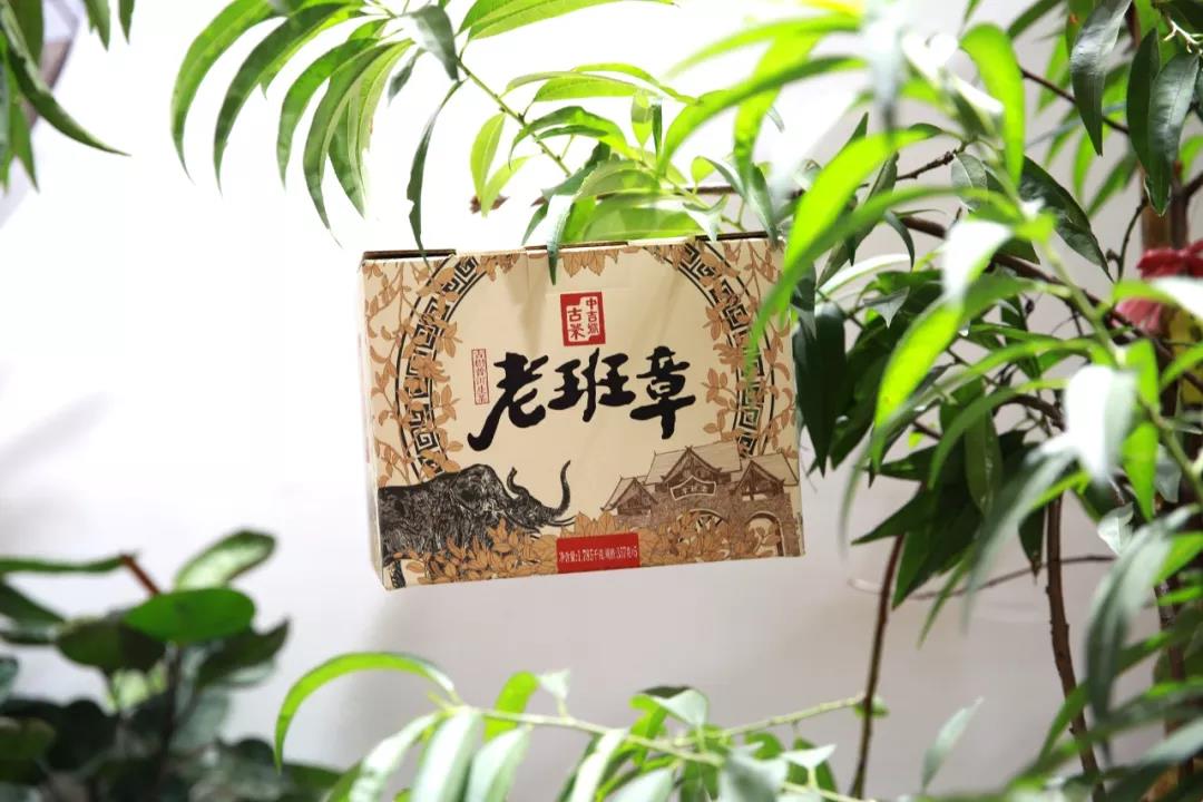 中吉號廣州茶博會