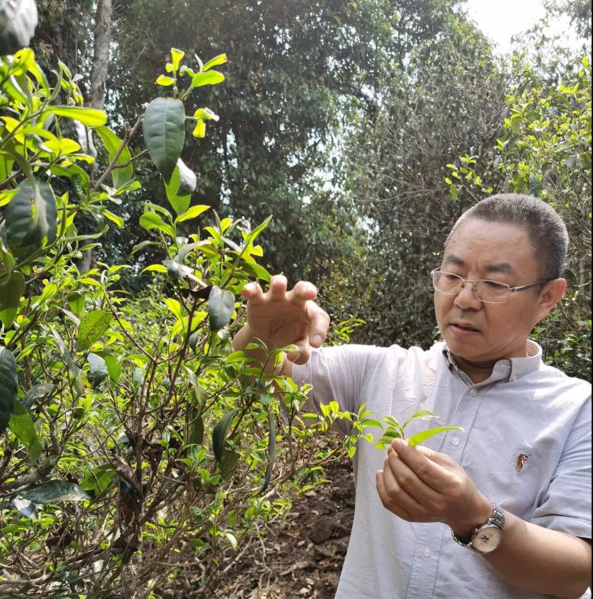 中吉號(hào)茶園基地