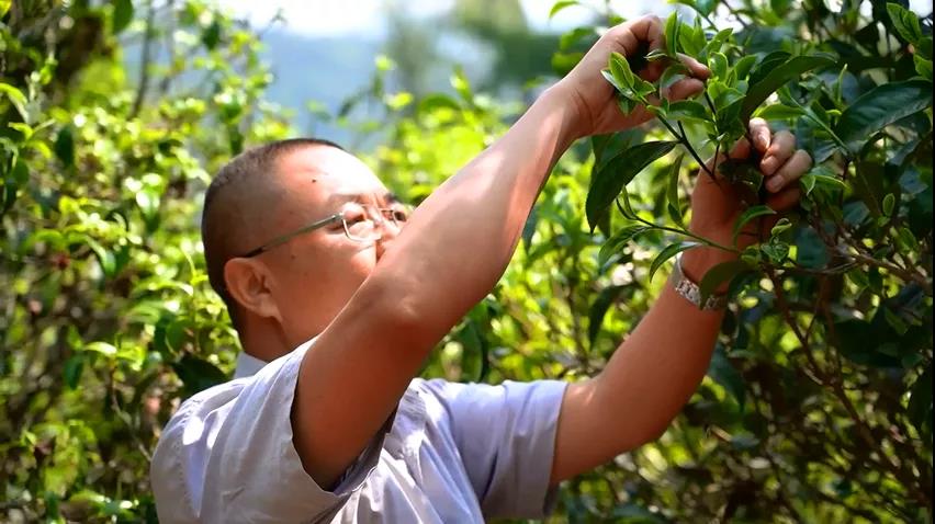 中吉號老班章普洱茶