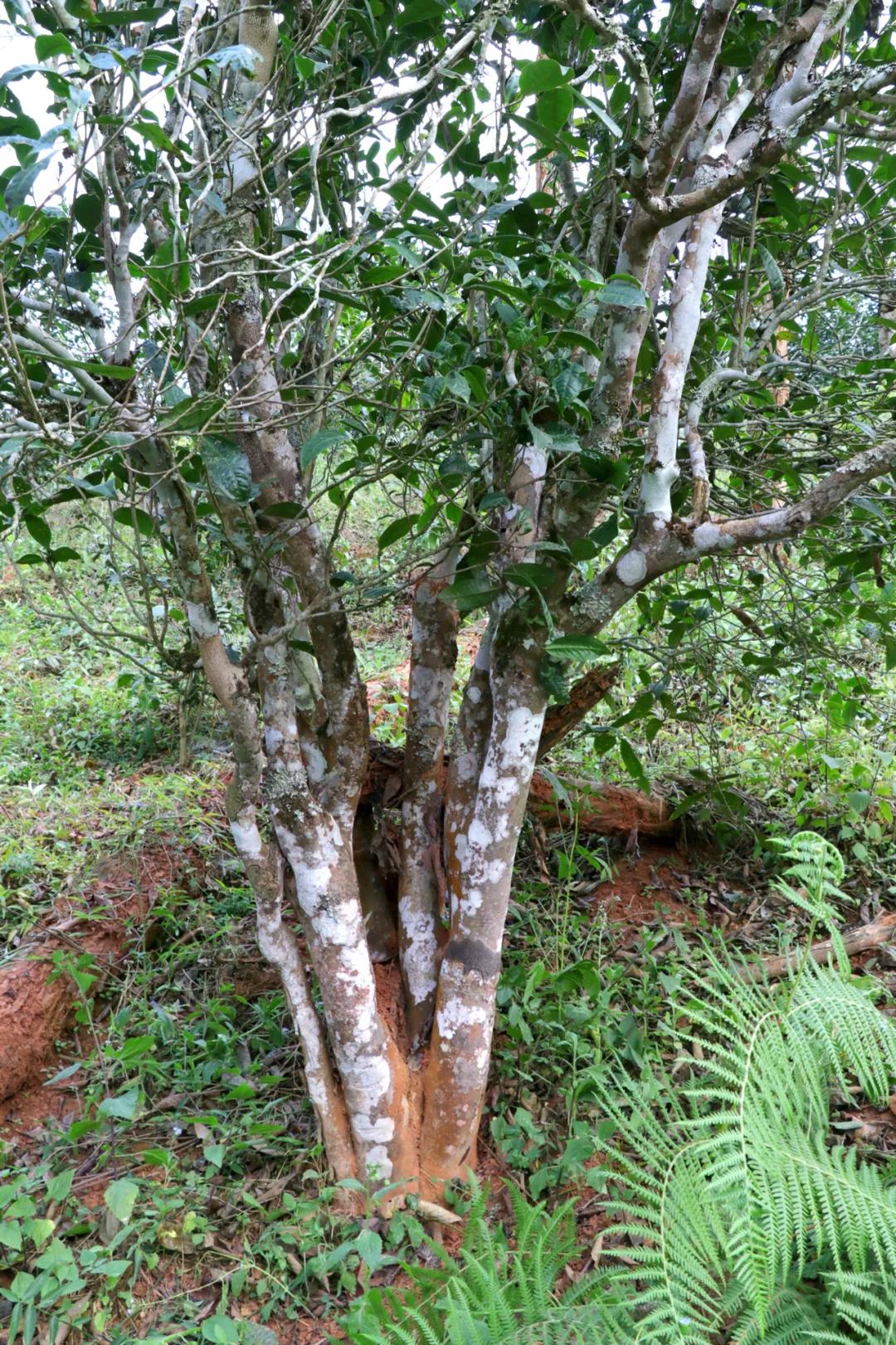 中吉號(hào)昔歸古樹茶