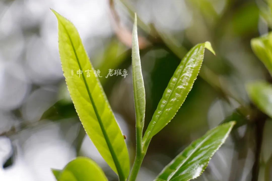 中吉號老班章普洱茶