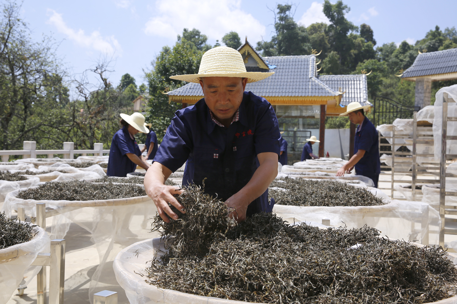 中吉號云南普洱茶