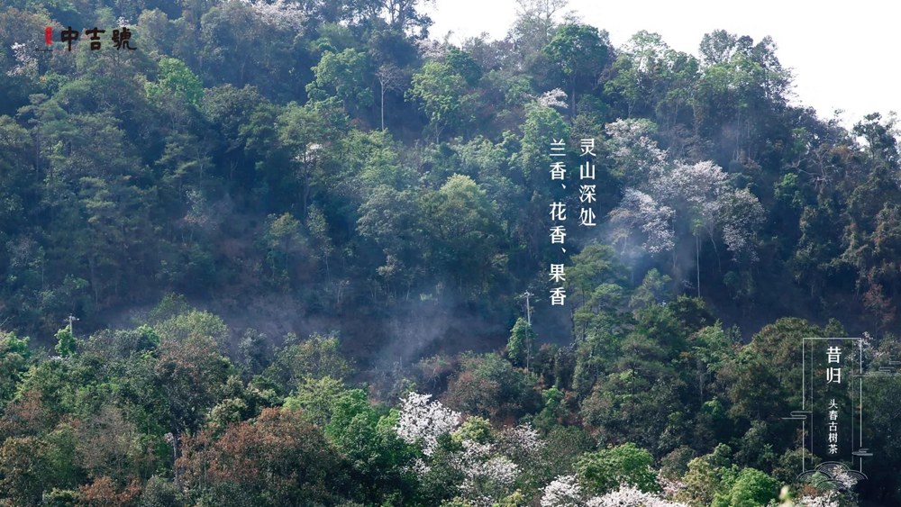 中吉號茶堂總結一下，"雨前"及"谷花"兩個時期所產的品質最好